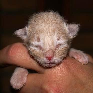 Sibirische Katzen Floris von der Gronau